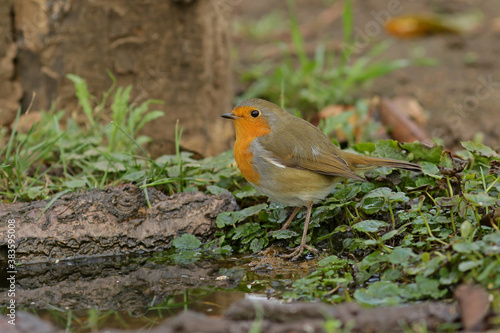 robin on a branch