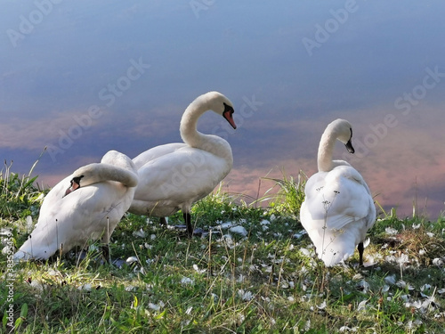 swans at the edge of a lake