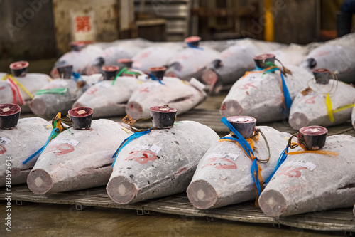 Frozen Tuna fish at an auction on Japanese fish market photo