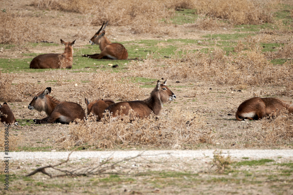 Obraz premium Animals in the sauvage wild