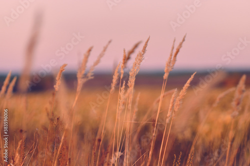 Sunrise in field. beautiful panorama rural landscape with fog, sunrise and blossoming meadow. wild grass blooming on Sunrise. Samara, Russia.