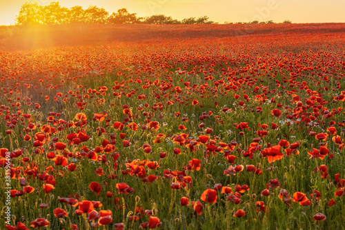 The Sun setting on a field of poppies in the countryside  Jutland  Denmark.