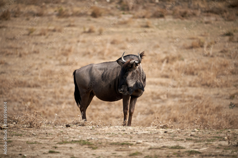 Buffalo in the sauvage wild