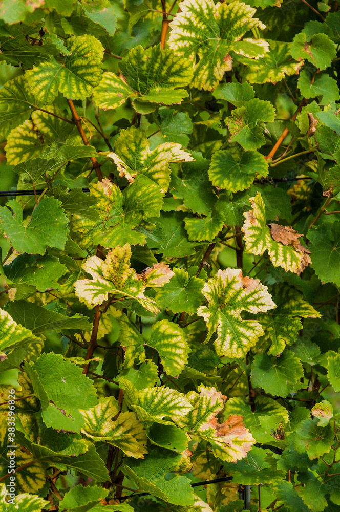 Muttenz, Weinblatt, Weinlaub, Weinblätter, Rebstock, Rebberg, Weinrebe, Rebe, Vitis vinifera, Herbst, Herbstwanderung, Weinernte, Wein, Baselland, Schweiz