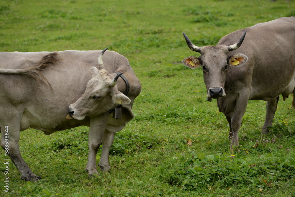 Kühe auf der Almweide