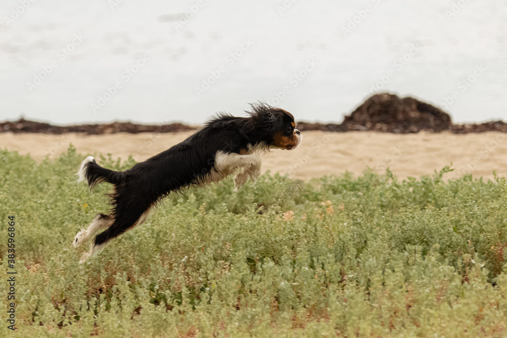 A cute puppy jumping in a field A cute puppy jumping in a field