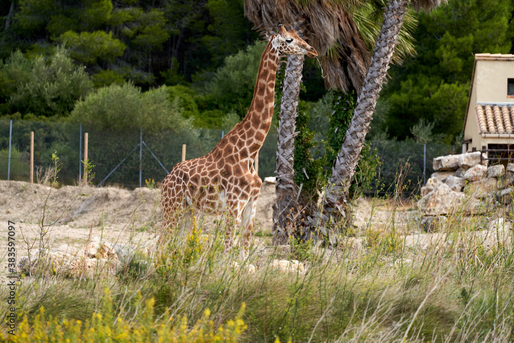 Fototapeta premium Giraffe in the sauvage wild