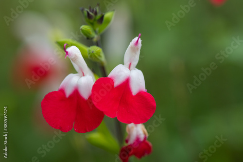 Close up of red and white salvia flowers in bloom photo