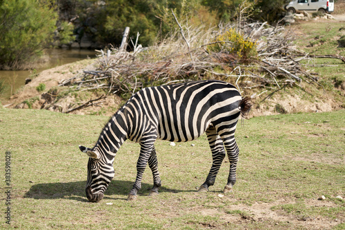 Zebras in the sauvage wild