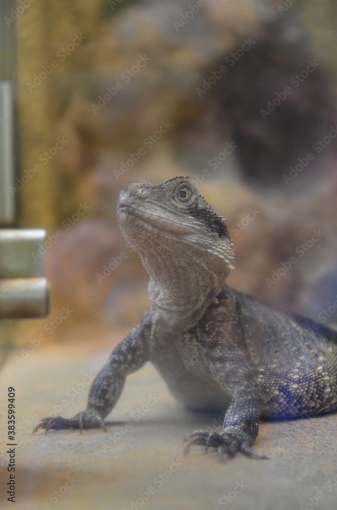 Obraz premium Closeup of a Water Dragon sitting on a rock