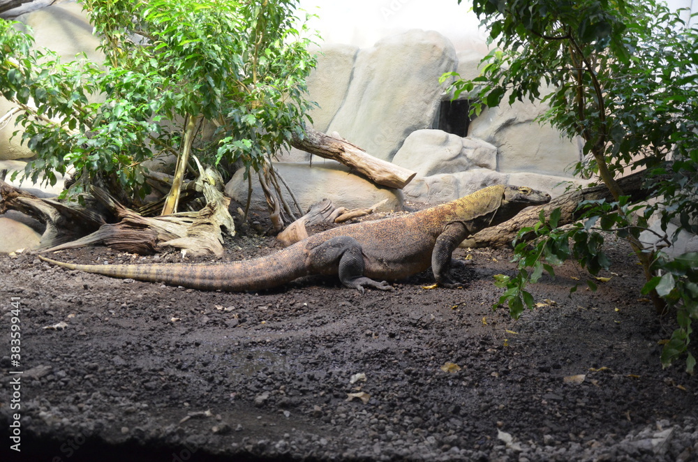 Komodo Dragon, the largest lizard in the world Komodo Dragon, the largest lizard in the world