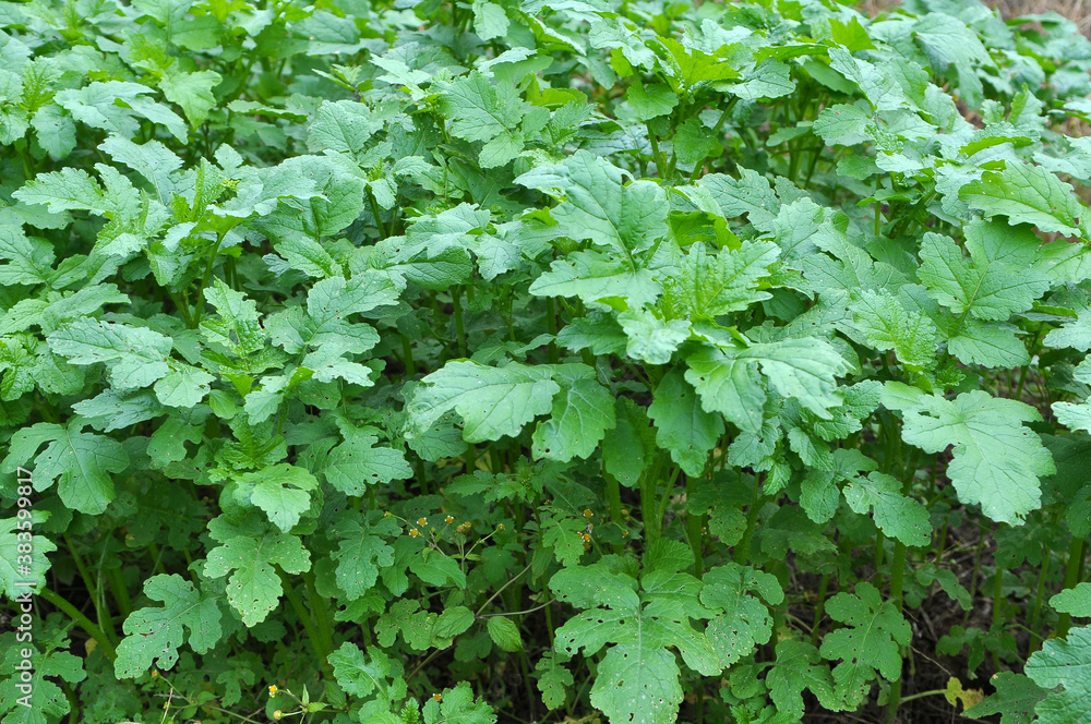 Mustard sprouts grown for organic green fertilizer Mustard sprouts grown for organic green fertilizer