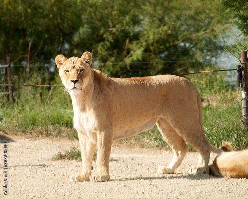 Lioness in the sauvage wild