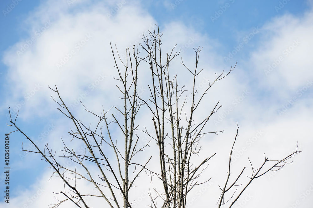 Beautiful blue sky with large fluffy clouds. In the foreground are the tops of trees. Beautiful blue sky with large fluffy clouds. In the foreground are the tops of trees.
