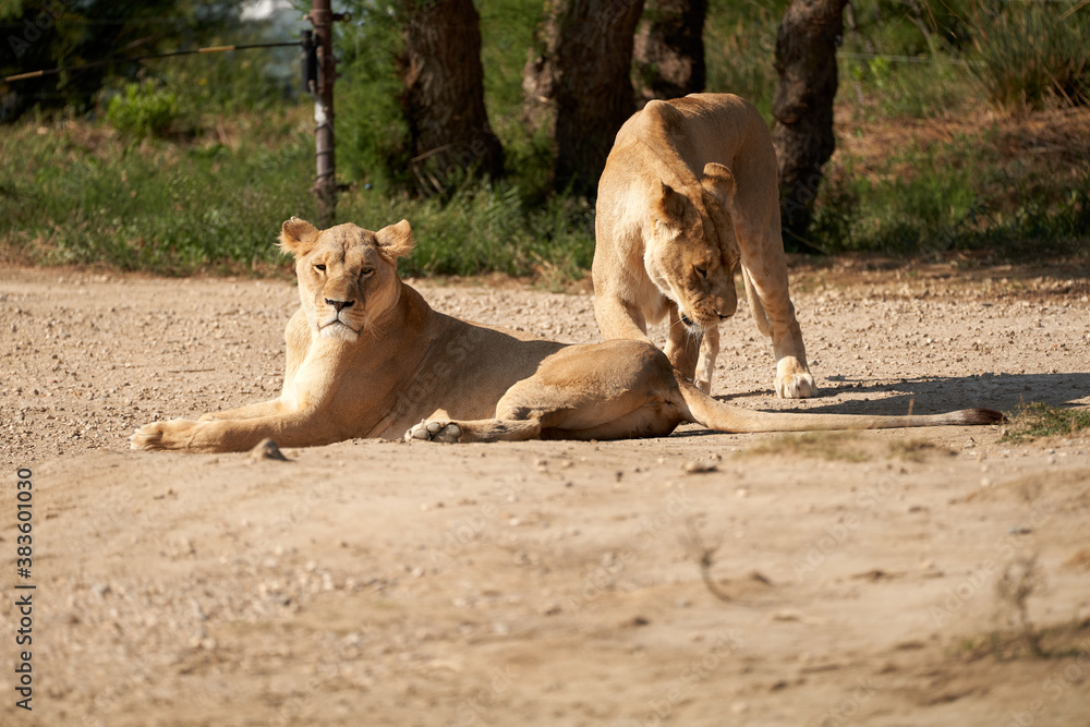 Naklejka premium Lions in the sauvage wild