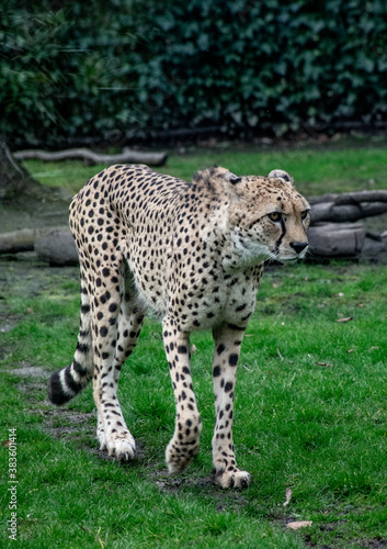 Beautiful cheetah (Acinonyx jubatus) in Belgian zoo of Planckendael © elly