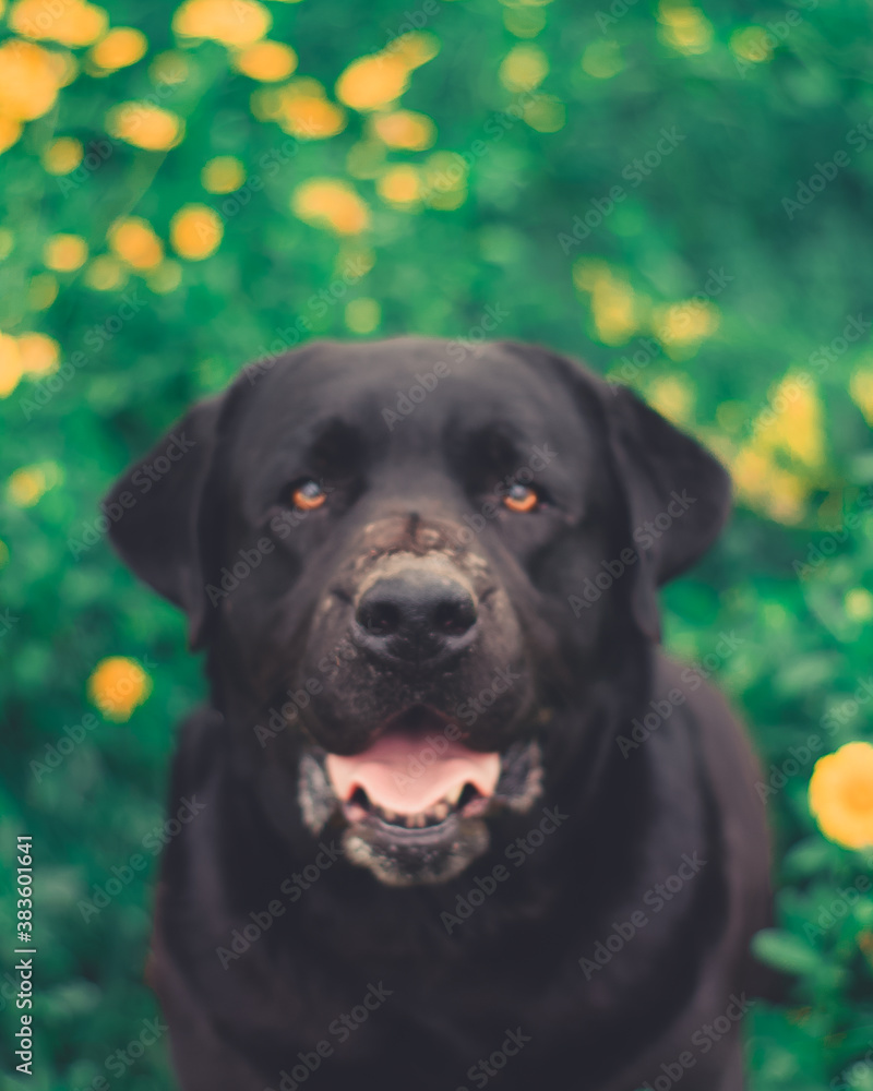 Fototapeta premium dog in the grass