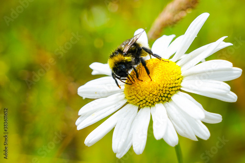 Obraz na plátně bumble bee sucks flower nectar from daisies