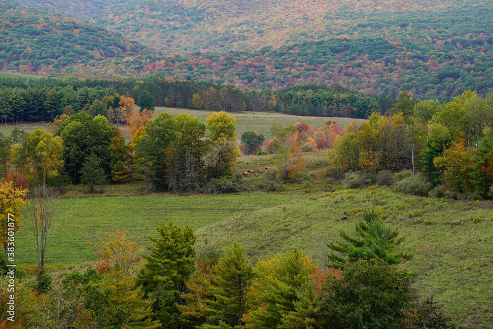 A herd of cow elk are seen a distance in the mountains of Pennsylvania. Pennsylvania wild elk herd. October, fall foliage.