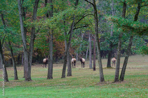 Four bull elk graze in an open field in Pennsylvania. Pennsylvania wild elk herd. October, fall foliage. © Kathy