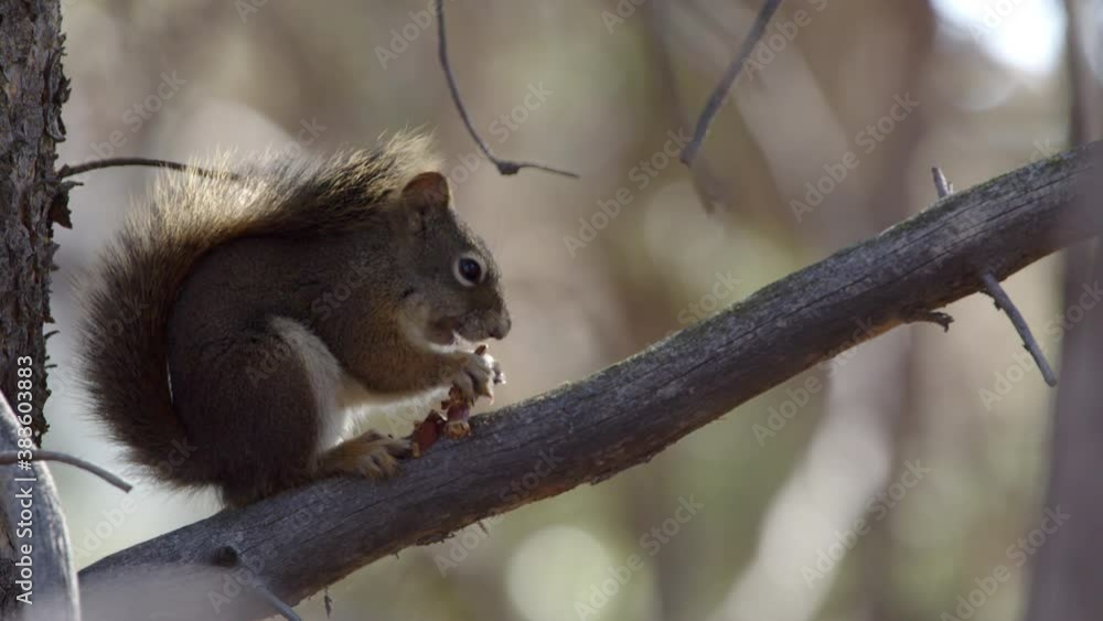 Squirrel eating a pinecone sitting on a branch then jumping away after it finishes. Squirrel eating a pinecone sitting on a branch then jumping away after it finishes.