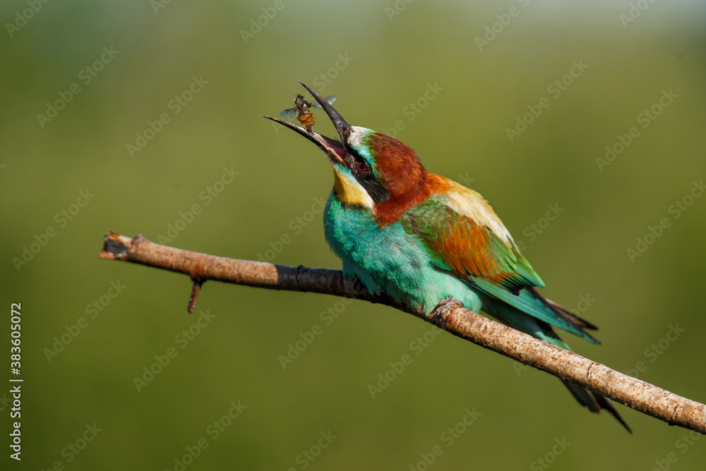 Naklejka European bee-eater, Merops apiaster. The most colorful bird of Eurasia. The bird caught its prey.