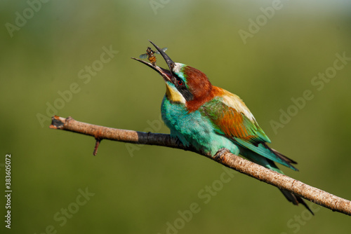 European bee-eater, Merops apiaster. The most colorful bird of Eurasia. The bird caught its prey.
