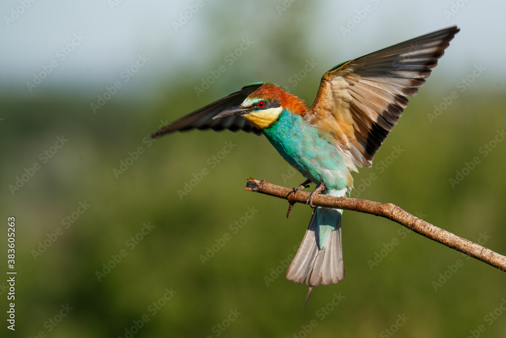 European bee-eater, merops apiaster. The bird is sitting on a beautiful branch. European bee-eater, merops apiaster. The bird is sitting on a beautiful branch.