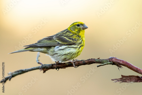 Male European Serin (Serinus serinus) perched on his perch on an unfocused green background