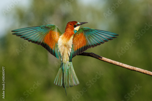 Vital european bee-eater, merops apiaster, landing with wings open wide in summer nature. © Aleksei Zakharov