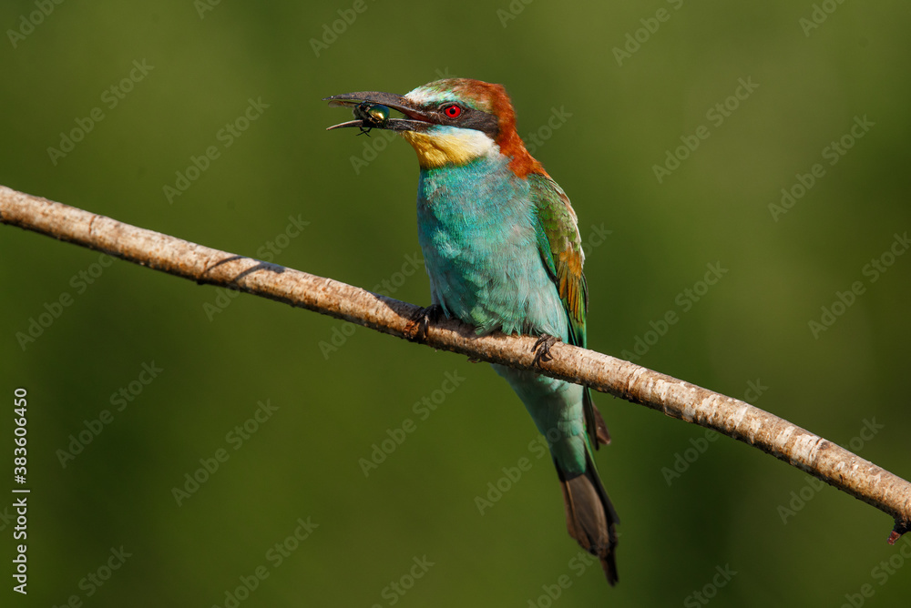 Obraz premium European bee-eater, merops apiaster. The bird is sitting on a beautiful branch.