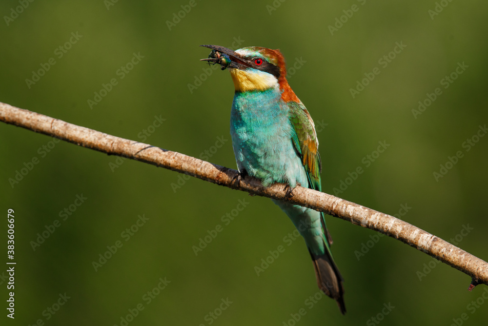 European bee-eater, Merops apiaster. The most colorful bird of Eurasia. The bird caught its prey. European bee-eater, Merops apiaster. The most colorful bird of Eurasia. The bird caught its prey.