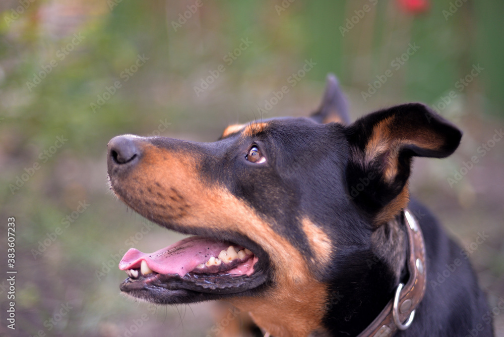 Funny dog face close up.