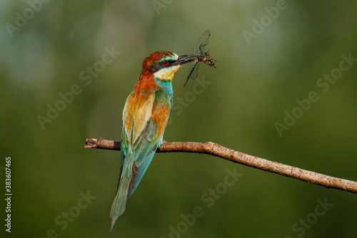 Bee-eater, Merops apiaster. The most colorful bird of Eurasia. A bird caught a dragonfly