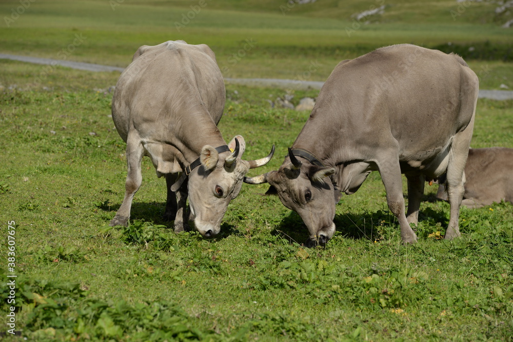 Kühe und Kälber in den Bergen Kühe und Kälber in den Bergen