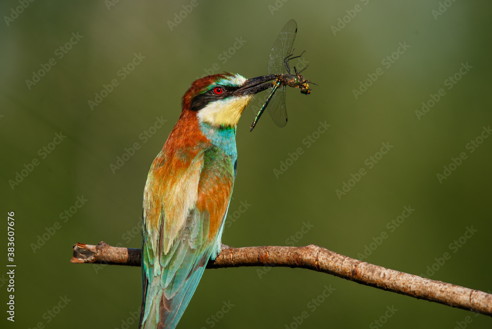 Obraz premium Bee-eater, Merops apiaster. The most colorful bird of Eurasia. A bird caught a dragonfly