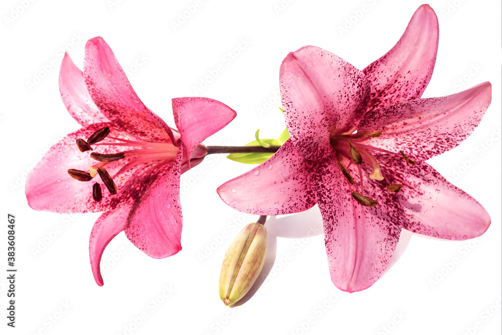 Blooming buds of pink-purple lily on an isolated white background. Blooming buds of pink-purple lily on an isolated white background.