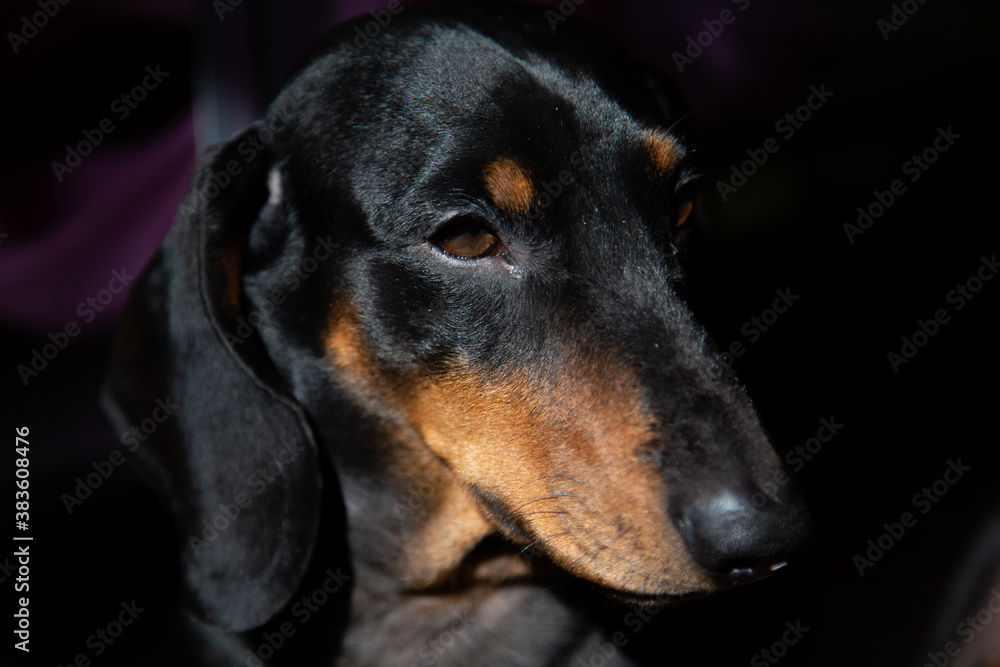 Portrait of a dachshund.