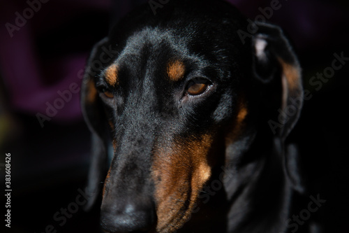 Portrait of a dachshund.