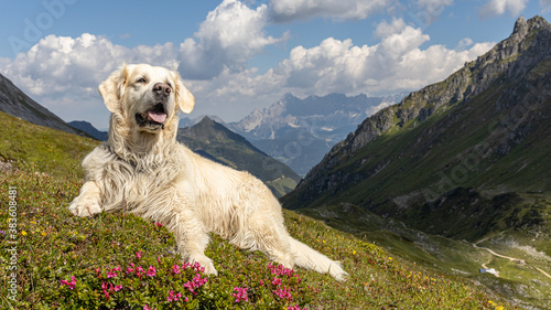 golden retriver in the mountains