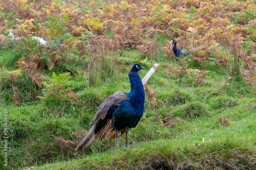 Obraz premium A peacock in the grass