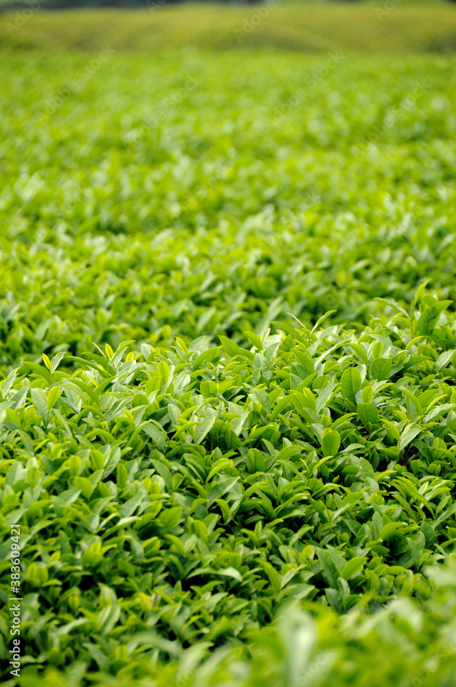 新茶 茶畑 新茶 茶畑