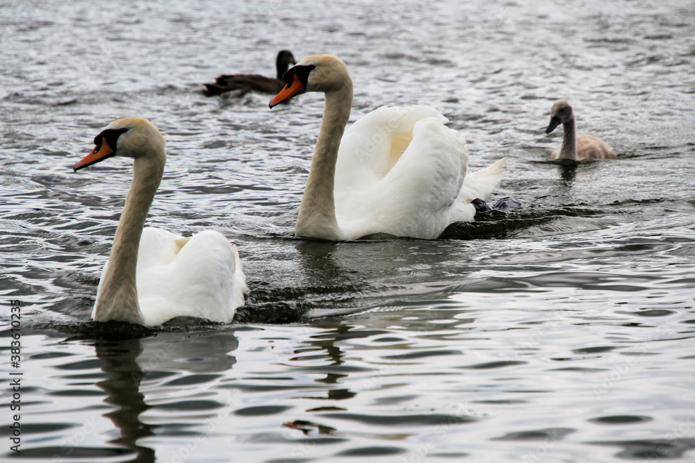 Obraz premium A Mute Swan on the water