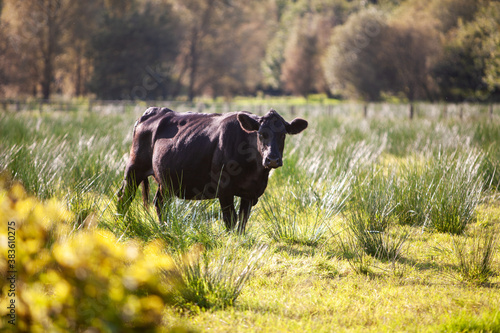 Black Dairy cow walking by a green meadow, with a trees on the background © Eleonora