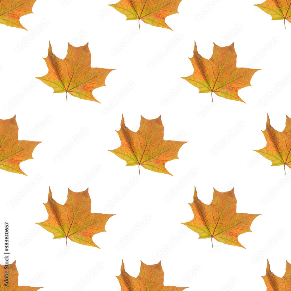 bright yellow maple leaf on a white background. Seamless pattern. Background. Autumn theme. bright yellow maple leaf on a white background. Seamless pattern. Background. Autumn theme.