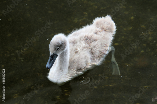 A Mute Swan Cygnet on the water