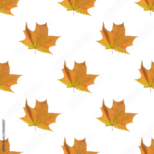 bright yellow maple leaf on a white background. Seamless pattern. Background. Autumn theme.