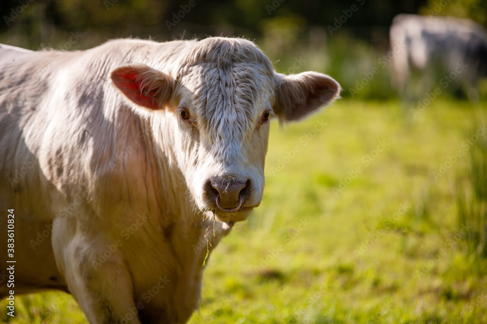 Big white bull walking by a green meadow, with a trees on the background Big white bull walking by a green meadow, with a trees on the background