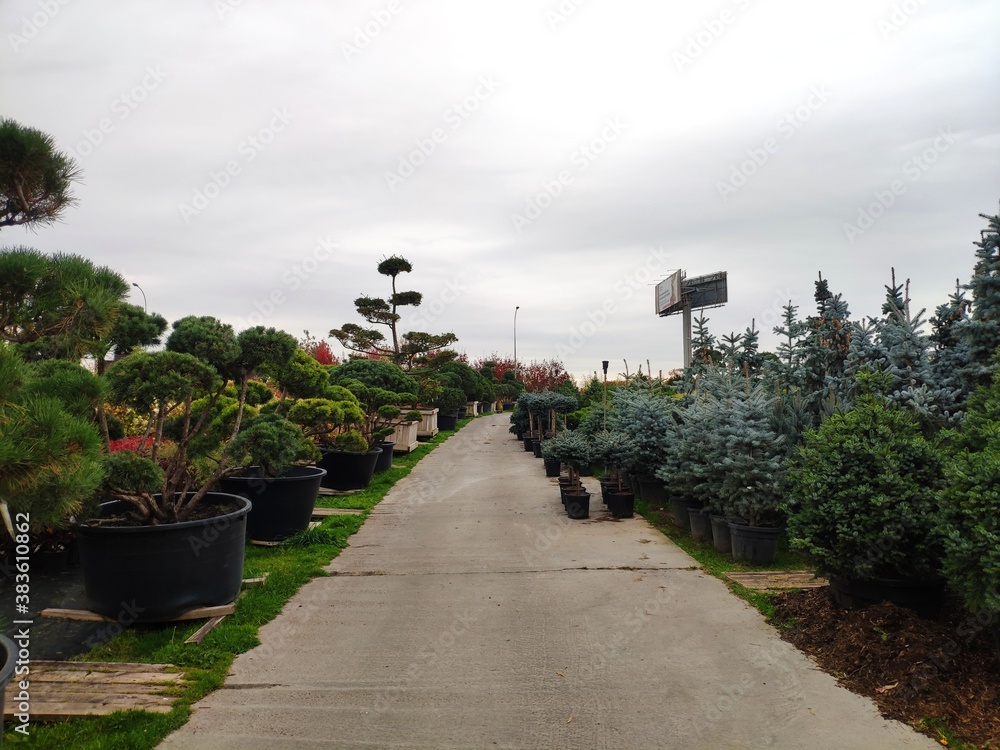 Fototapeta premium Garden center. Garden shop. Sale of plants, trees and flowers. Variety of plants, trees and flowers