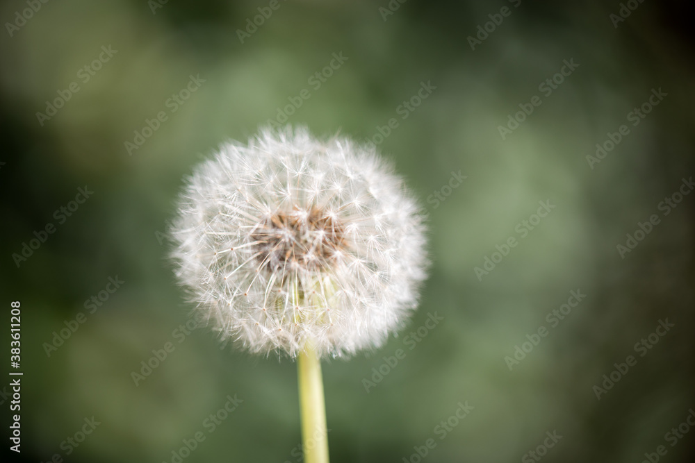 Fototapeta premium A dandelion against a green blurred background outdoors in the soft sunlight wishing hoping shadows 